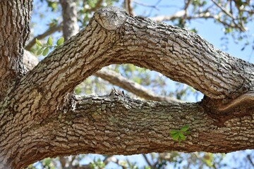 tree limb frame natural hole