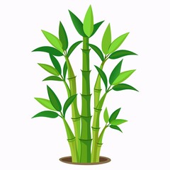 bamboo plant isolated on white background