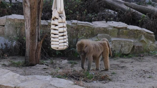 Yellow baboon (Papio cynocephalus) exploring enrichment object outdoors. Naturalistic habitat enhances engagement and curiosity. Scene highlights intelligent behavior and wildlife interaction.