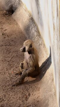 yellow baboons (Papio cynocephalus) interacting on sunlit, showcasing natural animal behavior in their habitat 