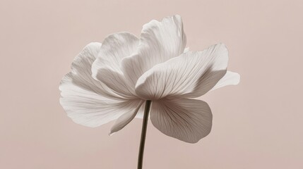 Obraz premium Delicate White Flower in Soft Light