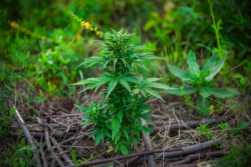 a beautiful medical marijuana bush