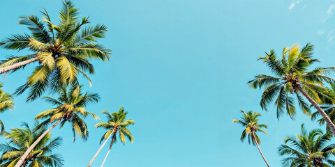 Concept photo of palm trees with space for text