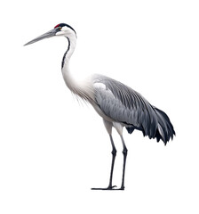 Obraz premium Crane Isolated on White Background - Heavy Lifting Equipment