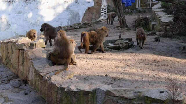 yellow baboons (Papio cynocephalus) interacting on sunlit, showcasing natural animal behavior in their habitat, with one monkey grooming and picking fleas from the other