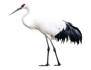 Obraz premium Crane Isolated on White Background - Heavy Lifting Equipment