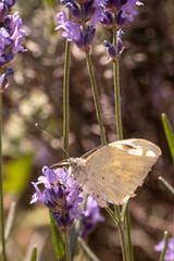 White Butterfly with Intricate Wing Patterns Perched on Lavender Blossom Amid a Sunlit Field of Wildflowers and Soft Greenery in Summer