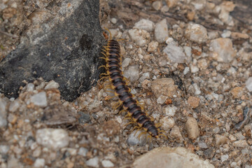 Caterpillar in nature.