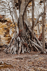 Shelter built with branches in Tierra del Fuego forest