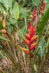 Beautiful flowers in the jungle of Colombia.