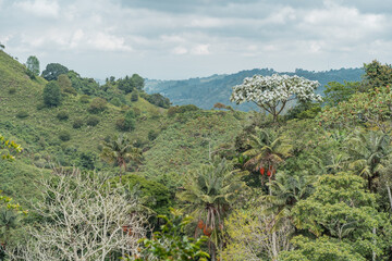 Beautiful view over the jungle at Salento in Colombia.