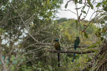 Birds in the jungle on the trees.