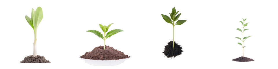 Growth Stages of a Plant Seedling in Different Soil Types Showcasing Nature's Process of Germination and Development