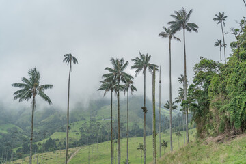 Palm trees in the mountains of Salento. 