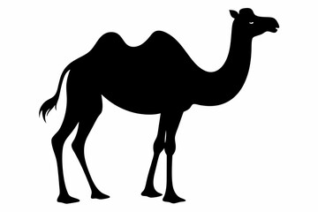 Camel Silhouette, Camel Isolated On White Background. Camel on black and white vector design