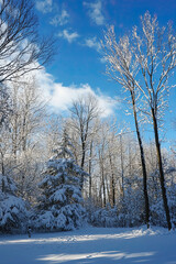Fototapeta premium Clear winter sky with crisp blue and a few thin clouds, adding a fresh, cool vibe