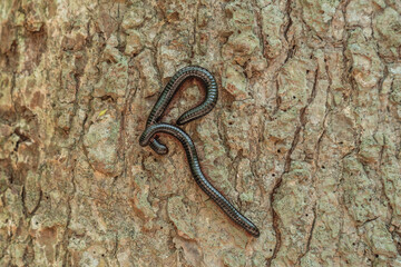 big centipedes on the bark of a tree in tayrona national park