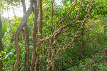 trees in the forest of Tayrona National park