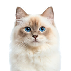 Cute fluffy cat with striking blue eyes. transparent background