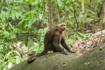 Obraz premium Wild monkey in the jungle of Tayrona National Park in Colombia. 