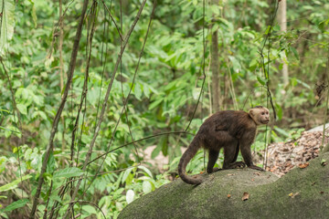 Wild monkey in the jungle of Tayrona National Park in Colombia. 