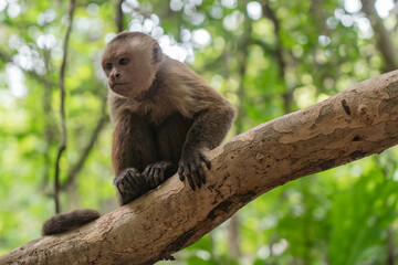 Wild monkey in the jungle of Tayrona National Park in Colombia. 