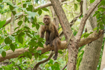 Wild monkey in the jungle of Tayrona National Park in Colombia. 