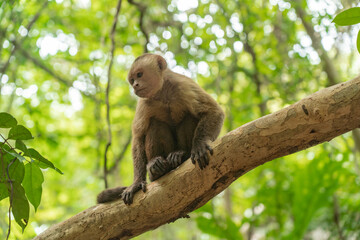 Wild monkey in the jungle of Tayrona National Park in Colombia. 