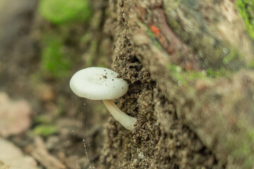 Mushrooms in Tayrona National Park in Colombia. The mushrooms growing out of the ground in the jungle. 