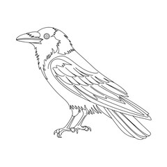 hand drawn bird