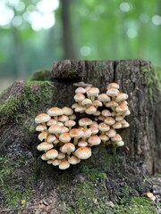 Mushrooms in the forest