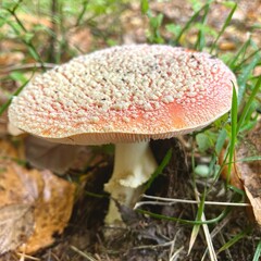 Mushrooms in the forest