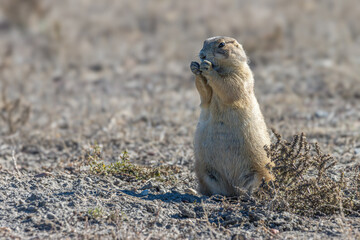 Black-tailed prairie dog