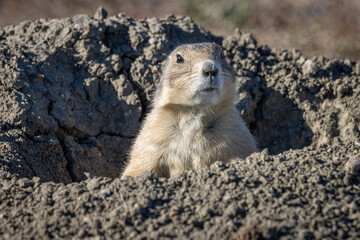 Black-tailed prairie dog