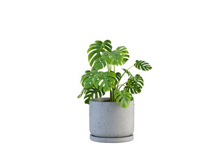 Green Plant Pot on White Background 3D Render