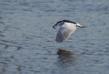 Black-crowned Night heron flying  with a fish at Tubli bay, Bahrain