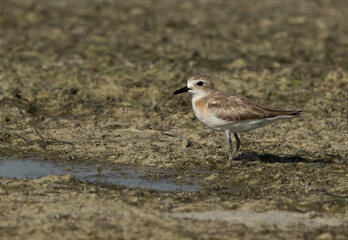 Greater sand plover at Busaiteen coast of Bahrain