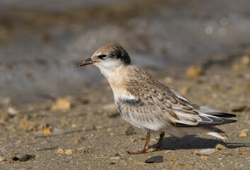 A juvenile Little Tern at Busaiteen coast of Bahrain