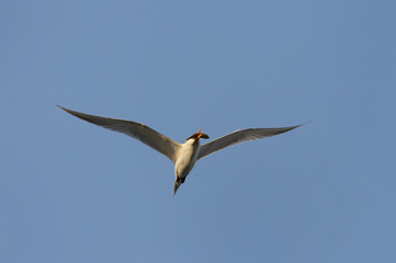 Lesser Crested Tern flying holding a fish, Bahrain