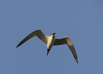 Lesser Crested Tern flying holding a fish, Bahrain