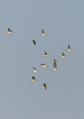 A flock of Common Greenshank flying at mameer creek, Bahrain