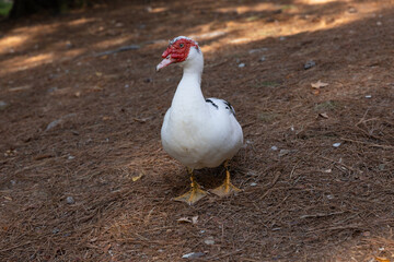 Black and white duck