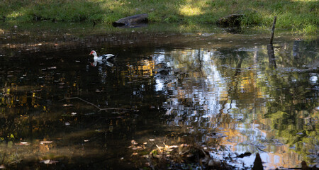 Landscape with trees and water