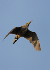 Obraz premium Striated Heron in flight at mameer creek of Bahrain