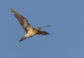 Eurasian curlew in flight at Mameer creek,  Bahrain