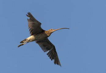 Obraz premium Curlew in flight at Mameer creek, Bahrain