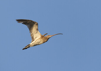 Closeup of Eurasian curlew in flight at Mameer creek, Bahrain