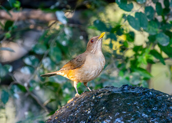 Clay-colored Thrush