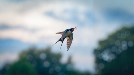 Fototapeta premium Swallow catching an insect mid-flight in the sky