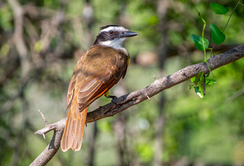 Great Kiskadee